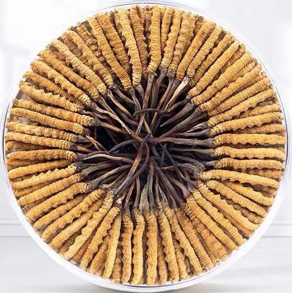 惠安冬虫夏草回收